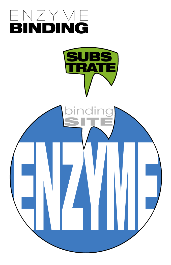 Enzyme Binding